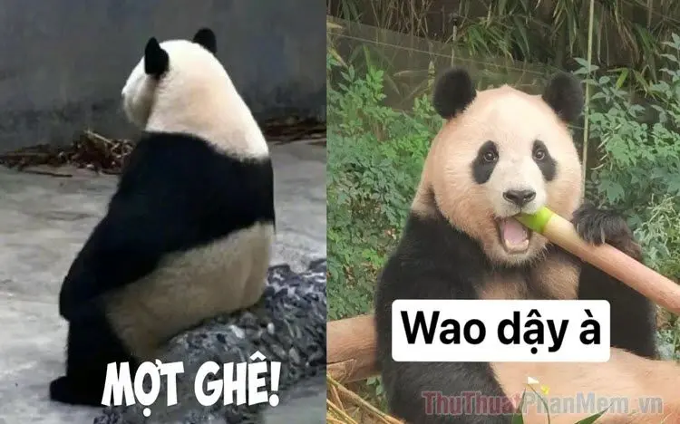 Meme Trung Quốc thú vị và được yêu mến