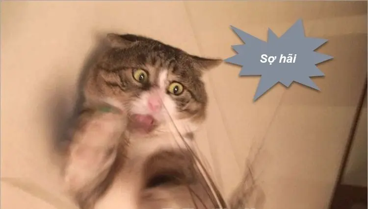 Meme sợ hãi hài hước khiến người xem không nhịn cười