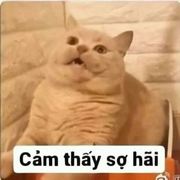 Meme sợ hãi với gương mặt bối rối