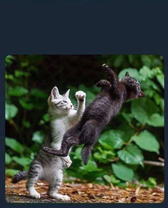Meme vui mèo đám nhau