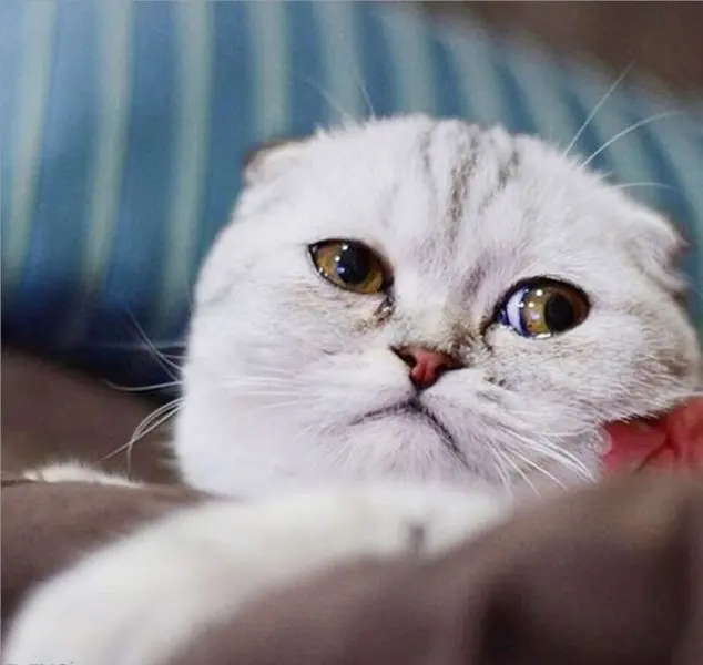 Meme vui dễ thương hài hước