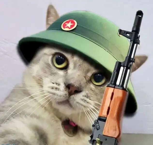 Meme mèo vui vẻ và hài hước