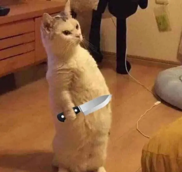 Meme vui vẻ mèo cầm dao