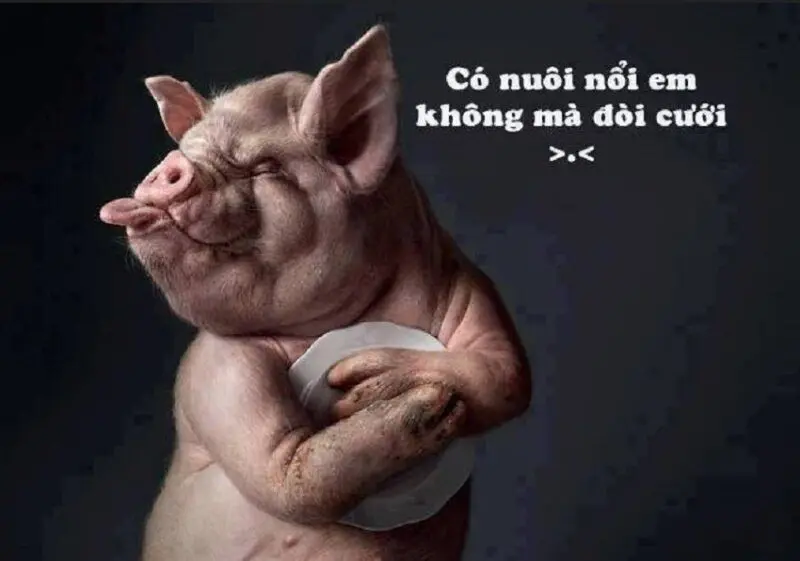 Meme lợn vui vẻ và hài hước
