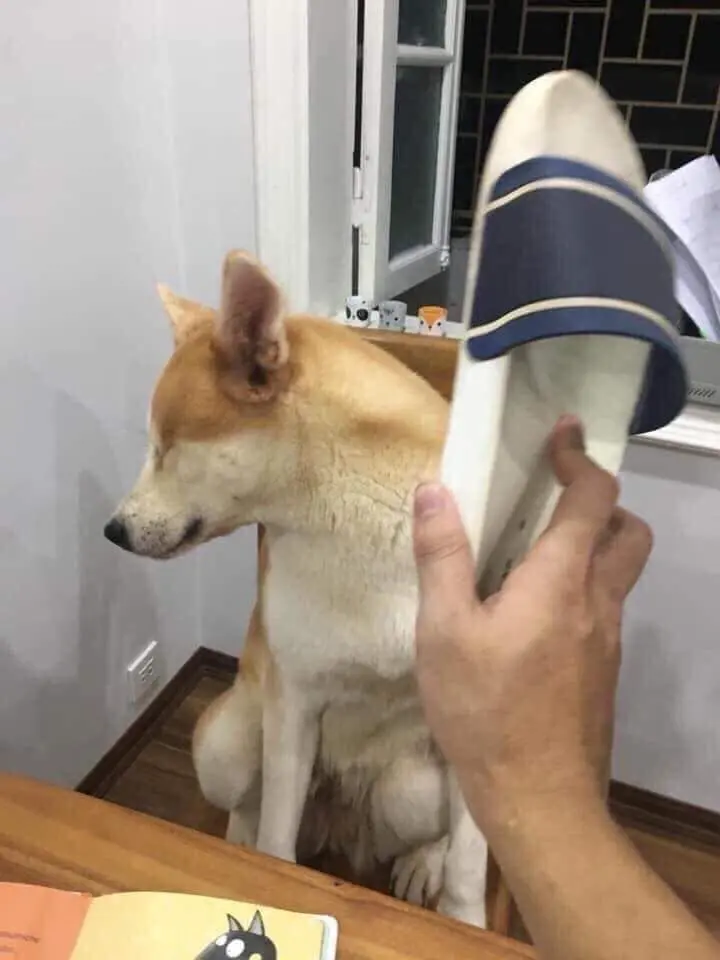 Meme đánh chó hài hước và vui vẻ