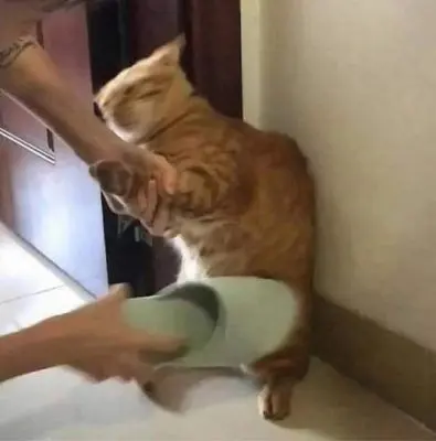 Meme đánh mèo vui vẻ và hài hước