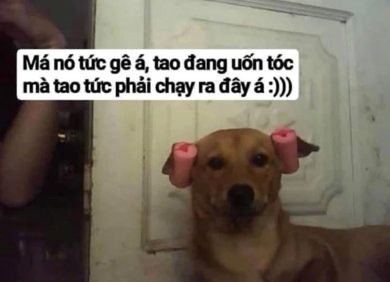 Meme vui độc đáo không ai ngờ đến