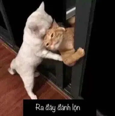 Meme đánh lộn hài hước và độc đáo