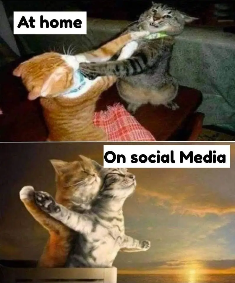 Meme mèo đánh nhau hài hước và độc đáo nhất