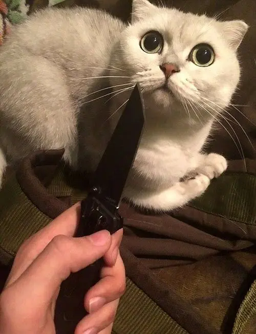 Meme vui mang lại tiếng cười sảng khoái