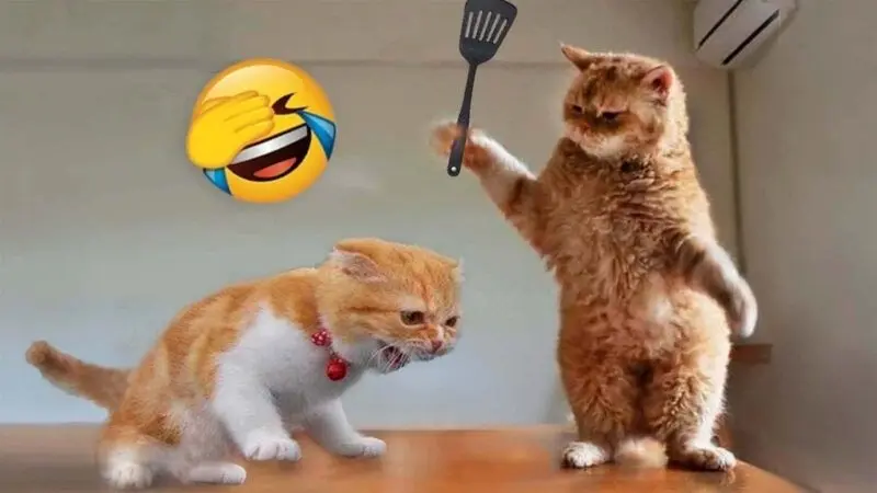 Meme vui để cùng bạn bè giải trí