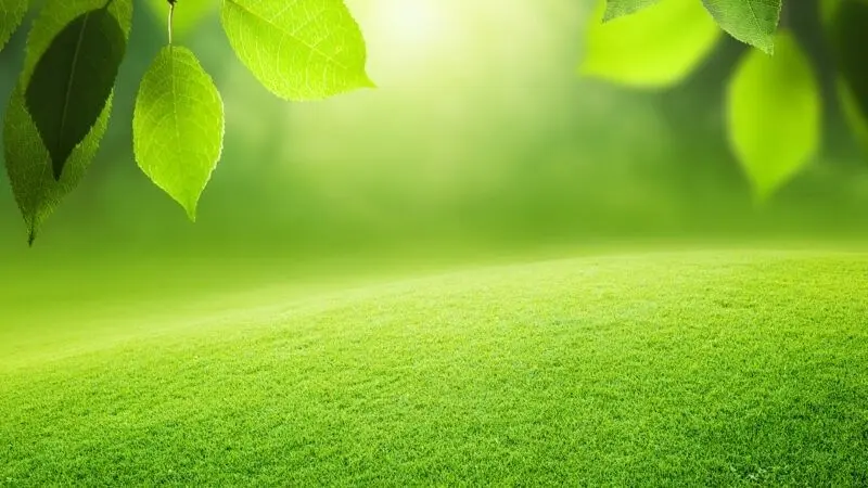 Giải tỏa căng thẳng cùng hình nền xanh lá cây cho máy tính Giải tỏa căng thẳng cùng hình nền xanh lá cây cho máy tính