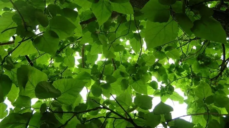 Hình nền xanh lá cây cho máy tính không gian làm việc lý tưởng Hình nền xanh lá cây cho máy tính không gian làm việc lý tưởng