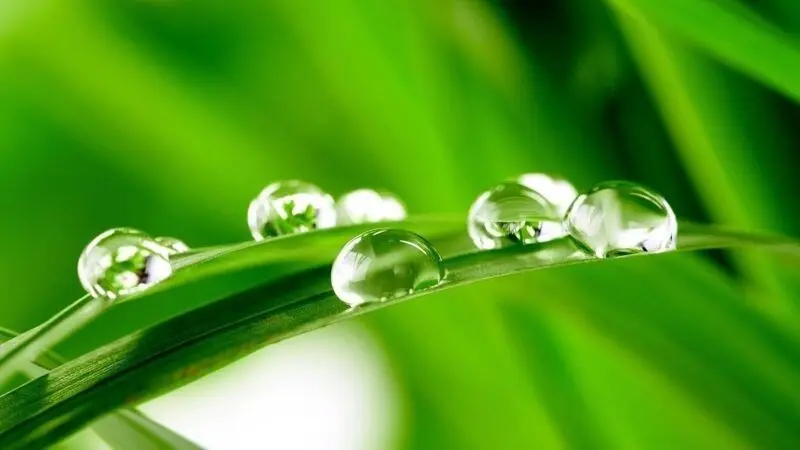 Hình nền xanh lá cây cho máy tính đem lại cảm giác tươi mát Hình nền xanh lá cây cho máy tính đem lại cảm giác tươi mát