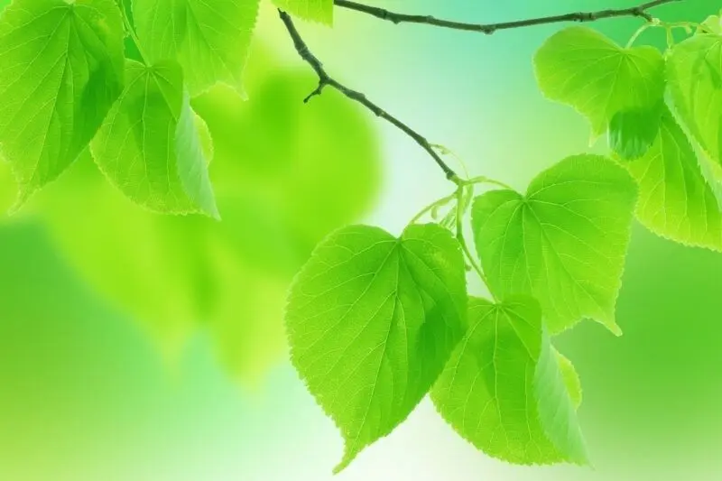 Làm mới giao diện máy tính với sắc xanh lá tự nhiên Làm mới giao diện máy tính với sắc xanh lá tự nhiên