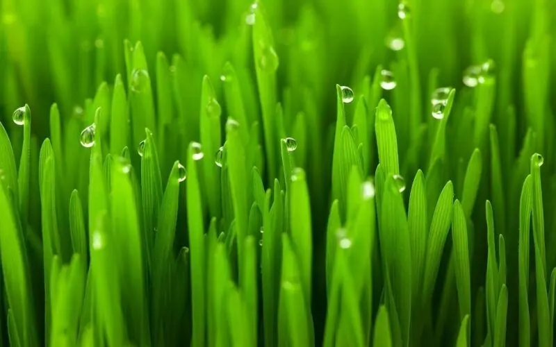 Sự lựa chọn hoàn hảo để làm mới không gian làm việc Sự lựa chọn hoàn hảo để làm mới không gian làm việc