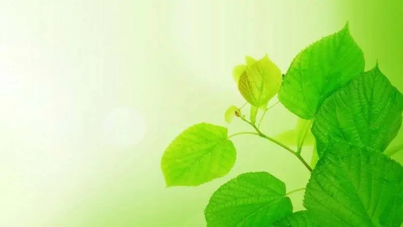 Làm mới máy tính với hình nền xanh lá cây thiên nhiên Làm mới máy tính với hình nền xanh lá cây thiên nhiên