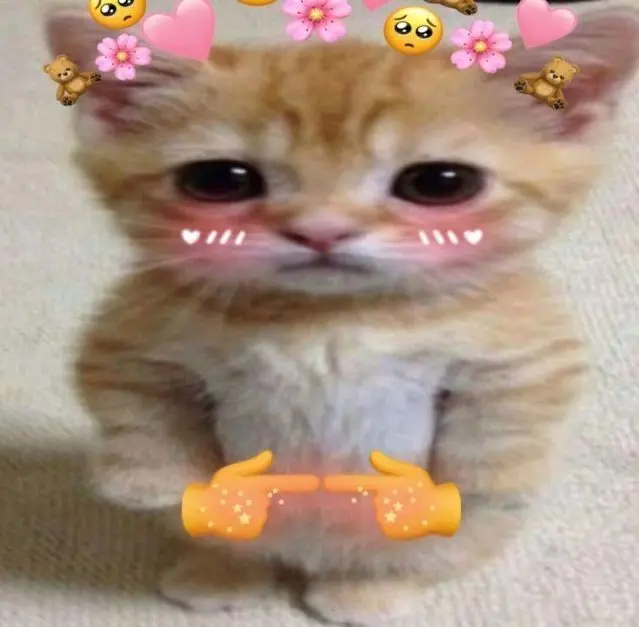 Meme ngại thể hiện sự xấu hổ dễ thương
