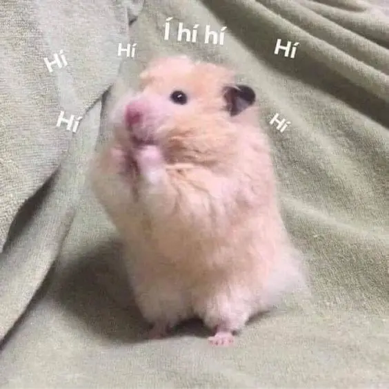 Meme ngại với nụ cười e thẹn