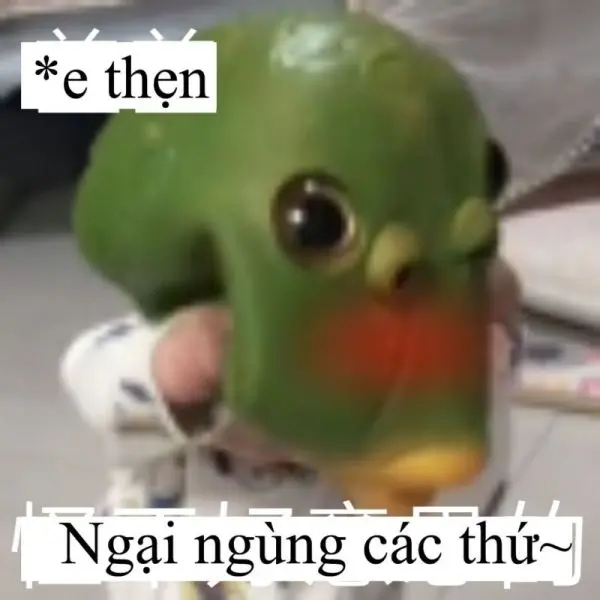 Meme ngại trong khoảnh khắc bối rối