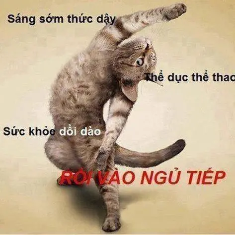 Meme mèo chào hài hước và thú vị