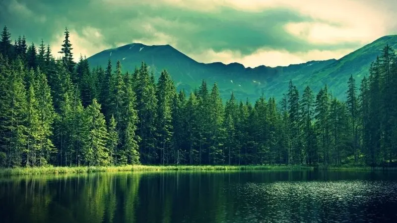 Vẻ đẹp rừng thông bạt ngàn, thiên nhiên hoang sơ và hùng vĩ. Vẻ đẹp rừng thông bạt ngàn, thiên nhiên hoang sơ và hùng vĩ.