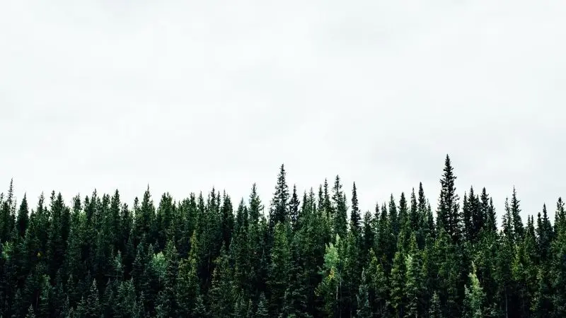 Rừng thông bạt ngàn, không gian thoáng đãng cho tâm hồn thư thái. Rừng thông bạt ngàn, không gian thoáng đãng cho tâm hồn thư thái.