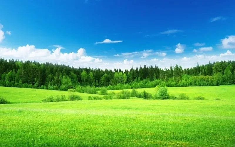 Khám phá rừng thông bạt ngàn, thiên nhiên hoang sơ và mát mẻ. Khám phá rừng thông bạt ngàn, thiên nhiên hoang sơ và mát mẻ.