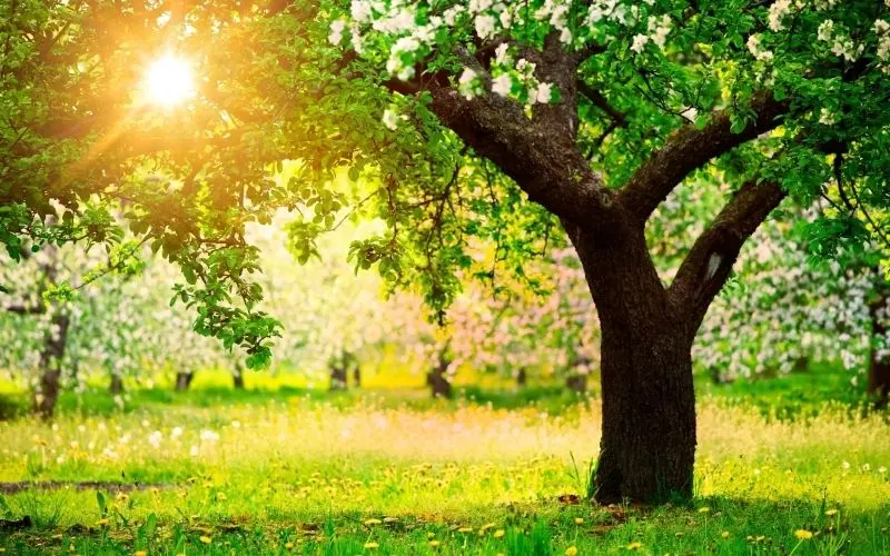 Những cánh hoa xuân trên đồng quê rực rỡ sắc màu