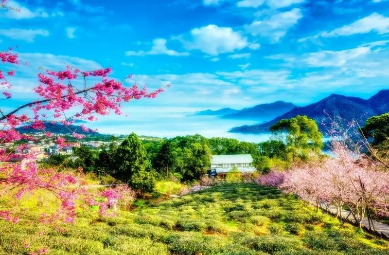 Hương đồng gió nội, phong cảnh mùa xuân đồng quê
