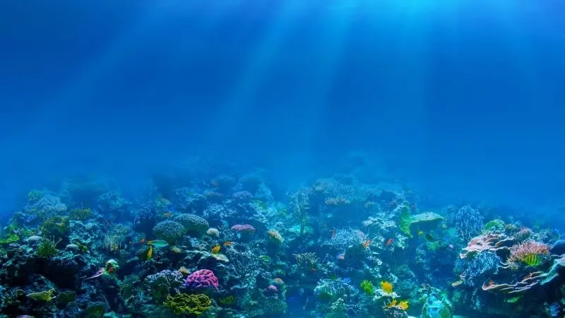Sinh vật biển kỳ thú tô điểm phong cảnh dưới nước lung linh.