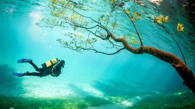 Đắm chìm vào phong cảnh dưới nước cùng sinh vật biển kỳ thú.