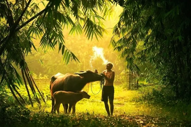 Làng quê Việt Nam vào mùa hè, ánh nắng vàng làm nổi bật cánh đồng. Làng quê Việt Nam vào mùa hè, ánh nắng vàng làm nổi bật cánh đồng.