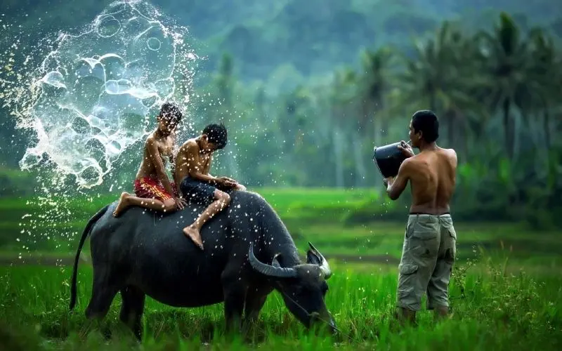 Phong cảnh làng quê Việt Nam, nơi cảm xúc thanh thản và an yên. Phong cảnh làng quê Việt Nam, nơi cảm xúc thanh thản và an yên.