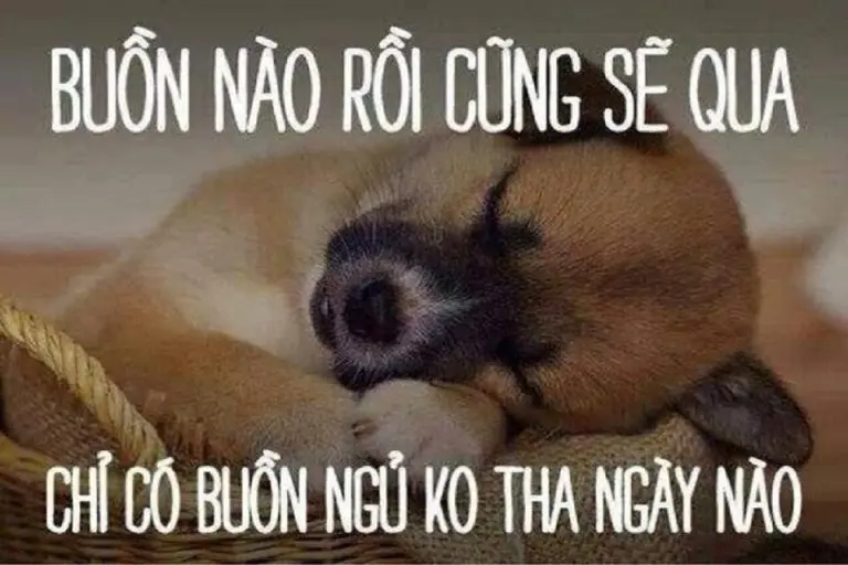 Meme ngủ ngon cho một đêm ngon giấc