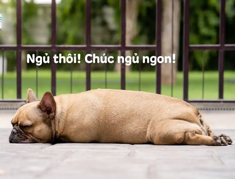 Meme ngủ ngon khiến bạn cảm thấy ấm áp