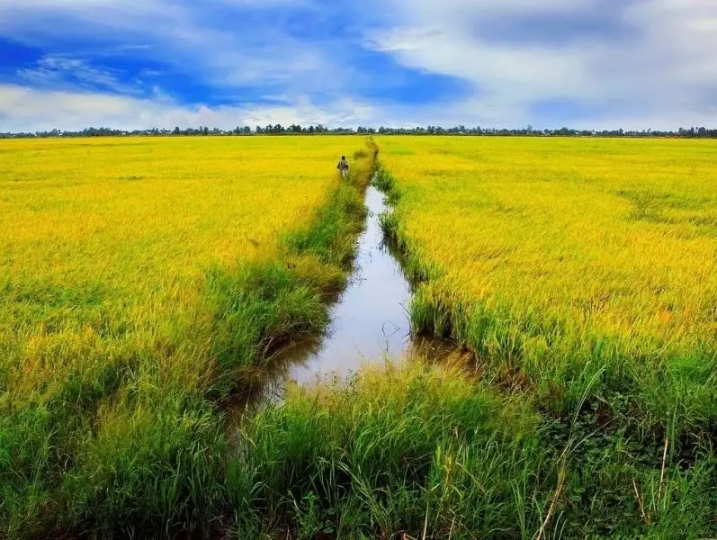 Cánh đồng lúa chín vàng trải dài, biểu tượng của mùa màng bội thu. Cánh đồng lúa chín vàng trải dài, biểu tượng của mùa màng bội thu.