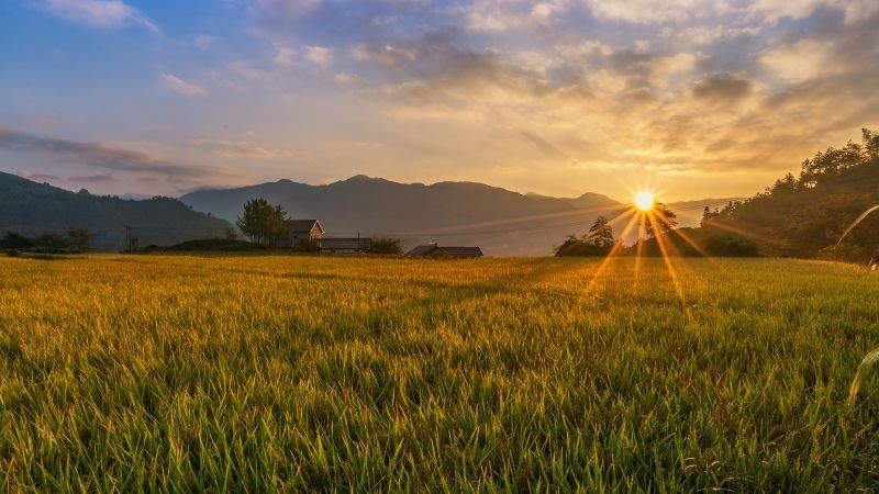 Phong cảnh cánh đồng lúa chín vàng rực rỡ dưới ánh nắng ban mai. Phong cảnh cánh đồng lúa chín vàng rực rỡ dưới ánh nắng ban mai.
