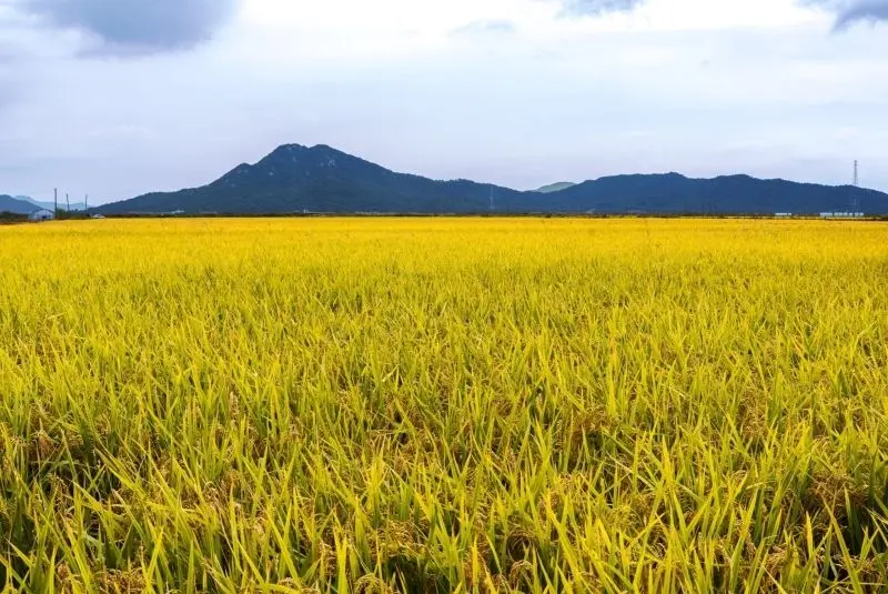 Những cơn gió nhẹ thổi qua cánh đồng lúa chín vàng, mang theo hương đồng nội. Những cơn gió nhẹ thổi qua cánh đồng lúa chín vàng, mang theo hương đồng nội.