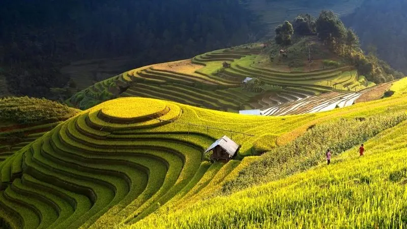 Bức tranh thiên nhiên hoàn mỹ với cánh đồng lúa chín vàng rực rỡ. Bức tranh thiên nhiên hoàn mỹ với cánh đồng lúa chín vàng rực rỡ.