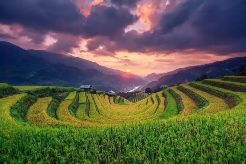 Vẻ đẹp của cánh đồng lúa chín vàng làm say đắm lòng người. Vẻ đẹp của cánh đồng lúa chín vàng làm say đắm lòng người.