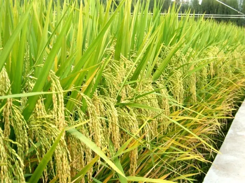 Thả hồn vào không gian yên bình của cánh đồng lúa chín vàng mênh mông. Thả hồn vào không gian yên bình của cánh đồng lúa chín vàng mênh mông.