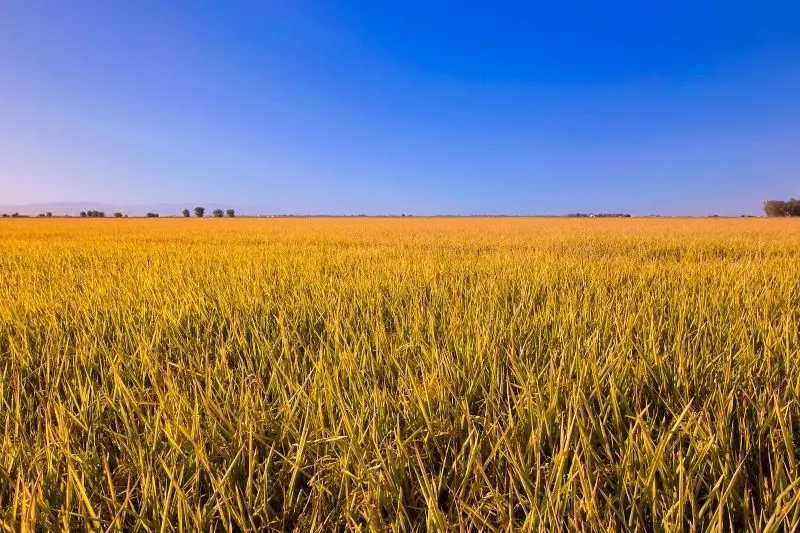 Những bông lúa chín vàng ánh lên sắc vàng ấm áp, đầy hy vọng. Những bông lúa chín vàng ánh lên sắc vàng ấm áp, đầy hy vọng.