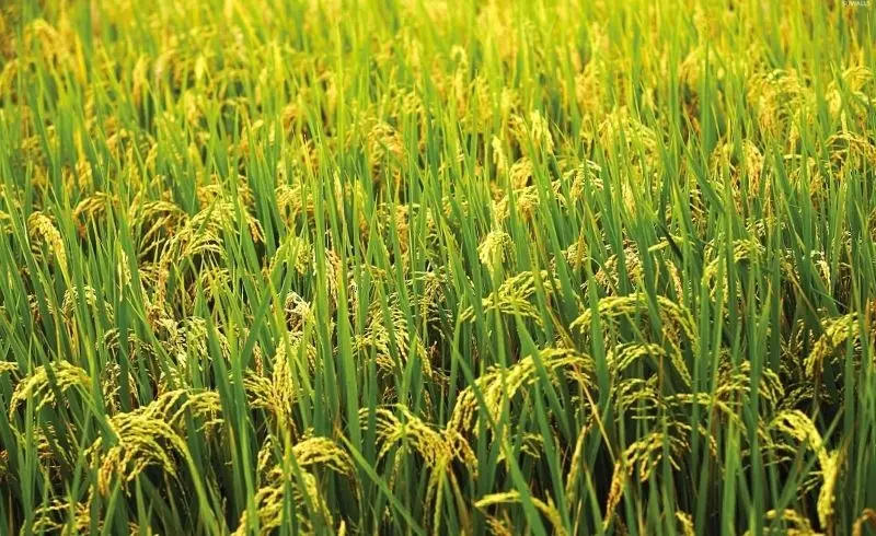 Vẻ đẹp mộc mạc của cánh đồng lúa chín vàng trong mùa thu hoạch. Vẻ đẹp mộc mạc của cánh đồng lúa chín vàng trong mùa thu hoạch.