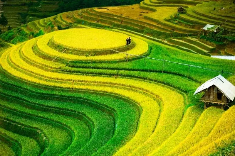 Phong cảnh cánh đồng lúa chín vàng dưới bầu trời trong xanh thật yên bình. Phong cảnh cánh đồng lúa chín vàng dưới bầu trời trong xanh thật yên bình.
