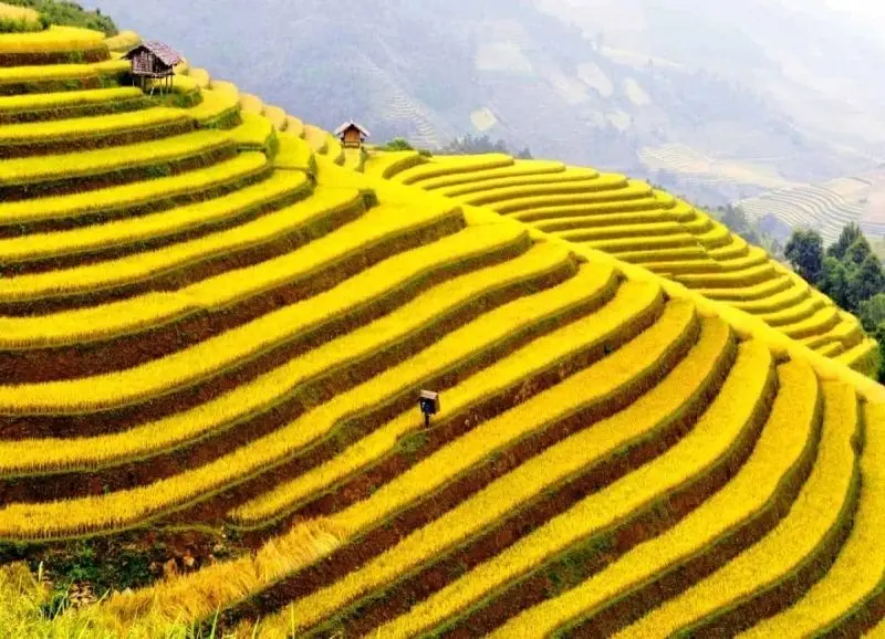 Ánh nắng chiều chiếu rọi lên cánh đồng lúa chín vàng tạo nên khung cảnh huyền ảo. Ánh nắng chiều chiếu rọi lên cánh đồng lúa chín vàng tạo nên khung cảnh huyền ảo.