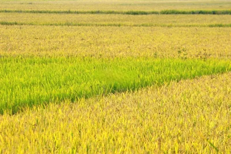 Bức tranh làng quê yên bình với cánh đồng lúa chín vàng rực rỡ. Bức tranh làng quê yên bình với cánh đồng lúa chín vàng rực rỡ.
