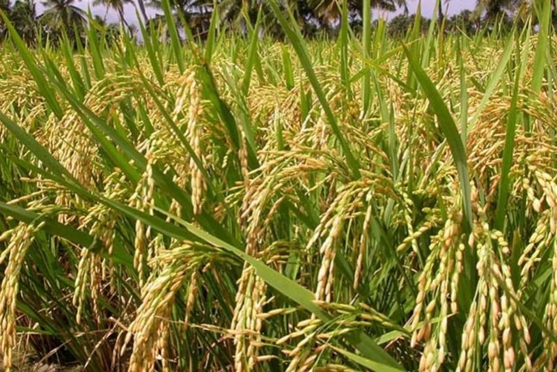 Những hạt lúa chín vàng căng mọng, kết tinh từ mồ hôi người nông dân. Những hạt lúa chín vàng căng mọng, kết tinh từ mồ hôi người nông dân.