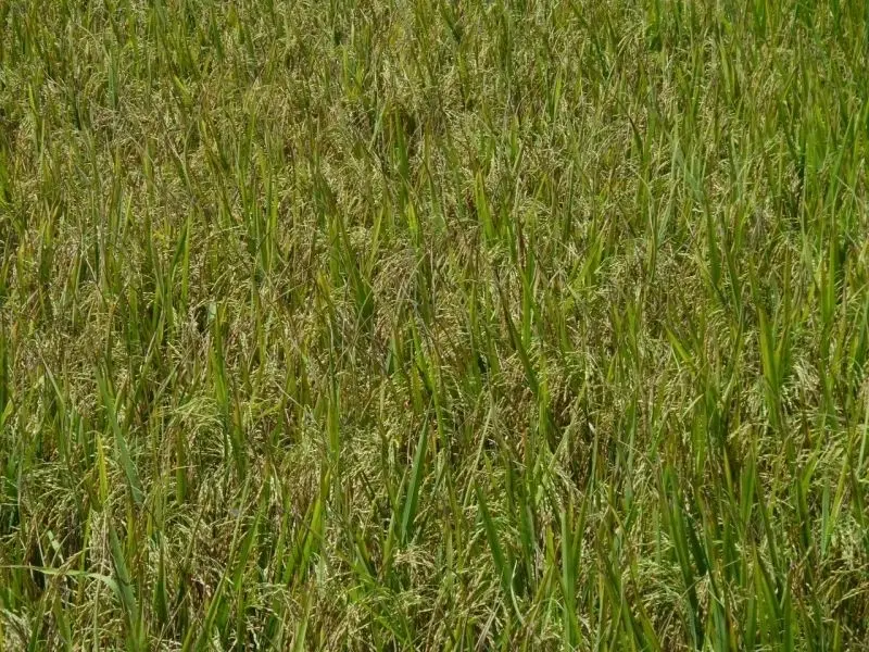 Phong cảnh cánh đồng lúa chín vàng, nơi hòa quyện giữa thiên nhiên và lao động. Phong cảnh cánh đồng lúa chín vàng, nơi hòa quyện giữa thiên nhiên và lao động.