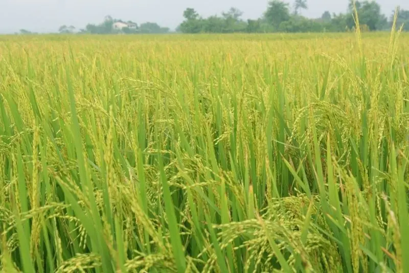 Cánh đồng lúa chín vàng, nơi khởi nguồn của những bữa cơm thơm ngon. Cánh đồng lúa chín vàng, nơi khởi nguồn của những bữa cơm thơm ngon.
